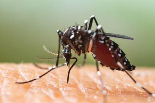 García Alía: “Las altas temperaturas aumentan el riesgo de contraer enfermedades infecciosas transmitidas por vectores”, foto mosquito tigre