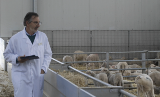 Las interprofesionales PROVACUNO, INTEROVIC y JTT (Hungría) presentan un spot para reivindicar su compromiso con el bienestar animal, foto veterinario corderos