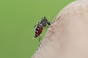 10 consejos para prevenir las picaduras de mosquitos tigre durante el verano, foto mosquito tigre