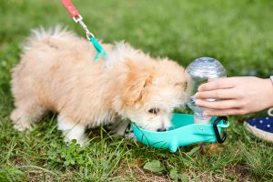 Cómo detectar un golpe de calor en perros , foto bebiendo agua