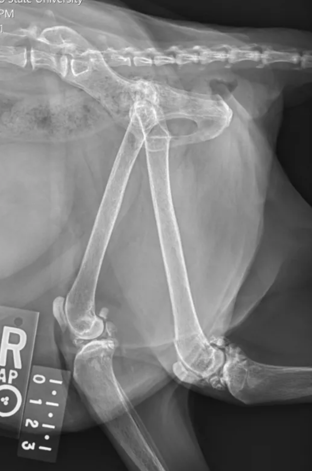 Dolor de osteoartritis en un gato, foto rx osteoartritis gato