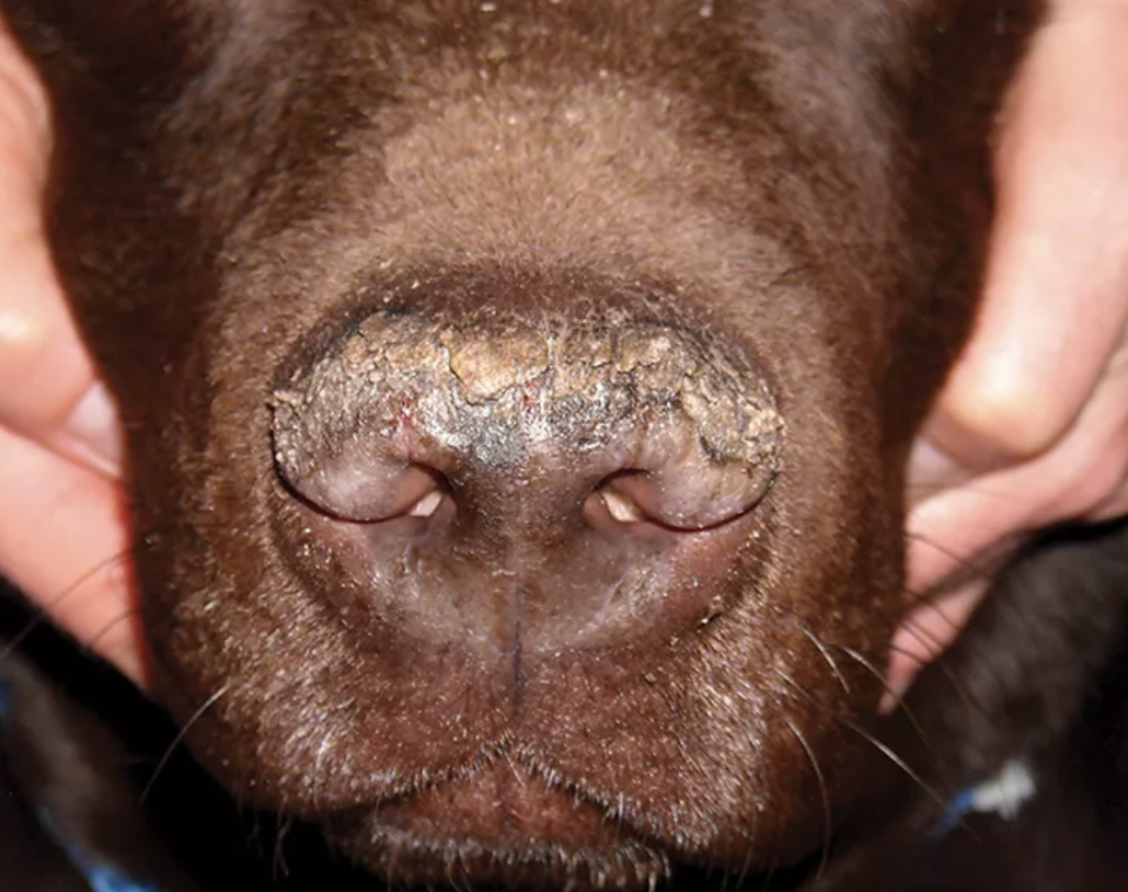 Enfermedad del plano nasal en perros, foto paraqueratosis nasal en perro