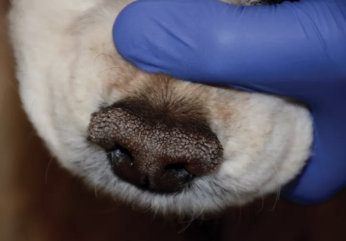Enfermedad del plano nasal en perros, foto Hiperqueratosis nasal idiopática