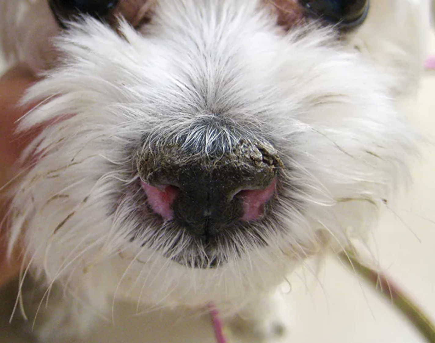 Enfermedad del plano nasal en perros, foto Despigmentación nasal en perro