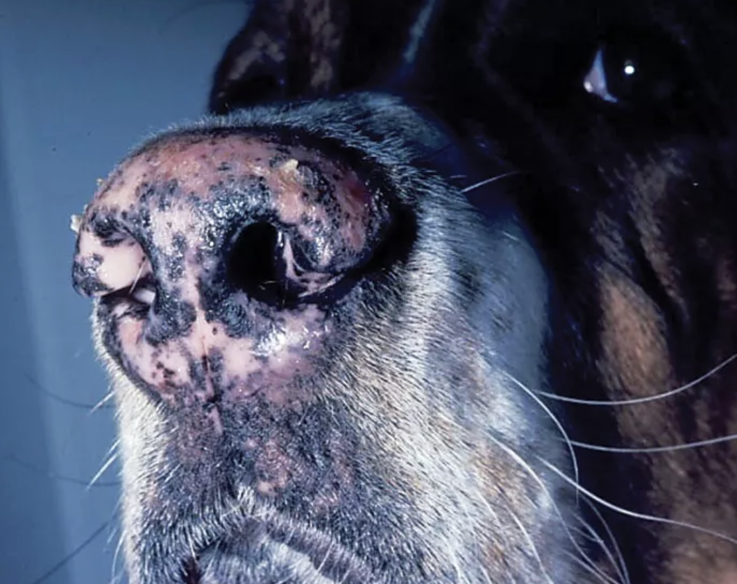 Enfermedad del plano nasal en perros, foto Despigmentación nasal