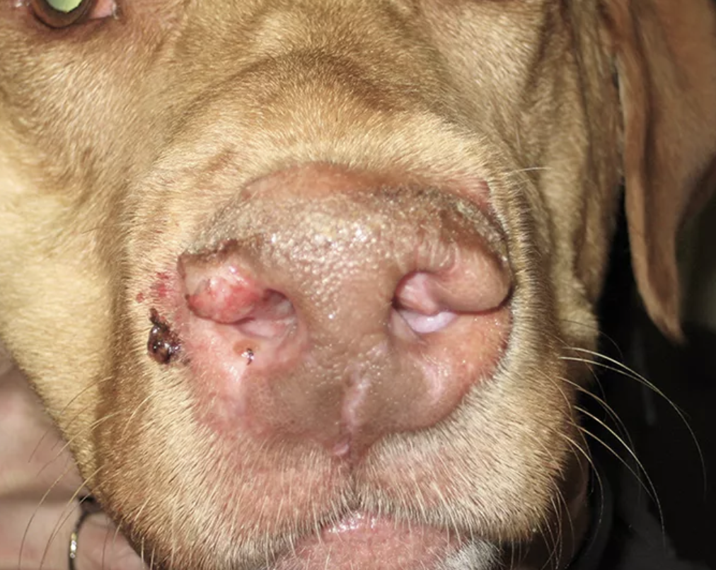 Enfermedad del plano nasal en perros, foto Despigmentación, hinchazón y ulceración en perro