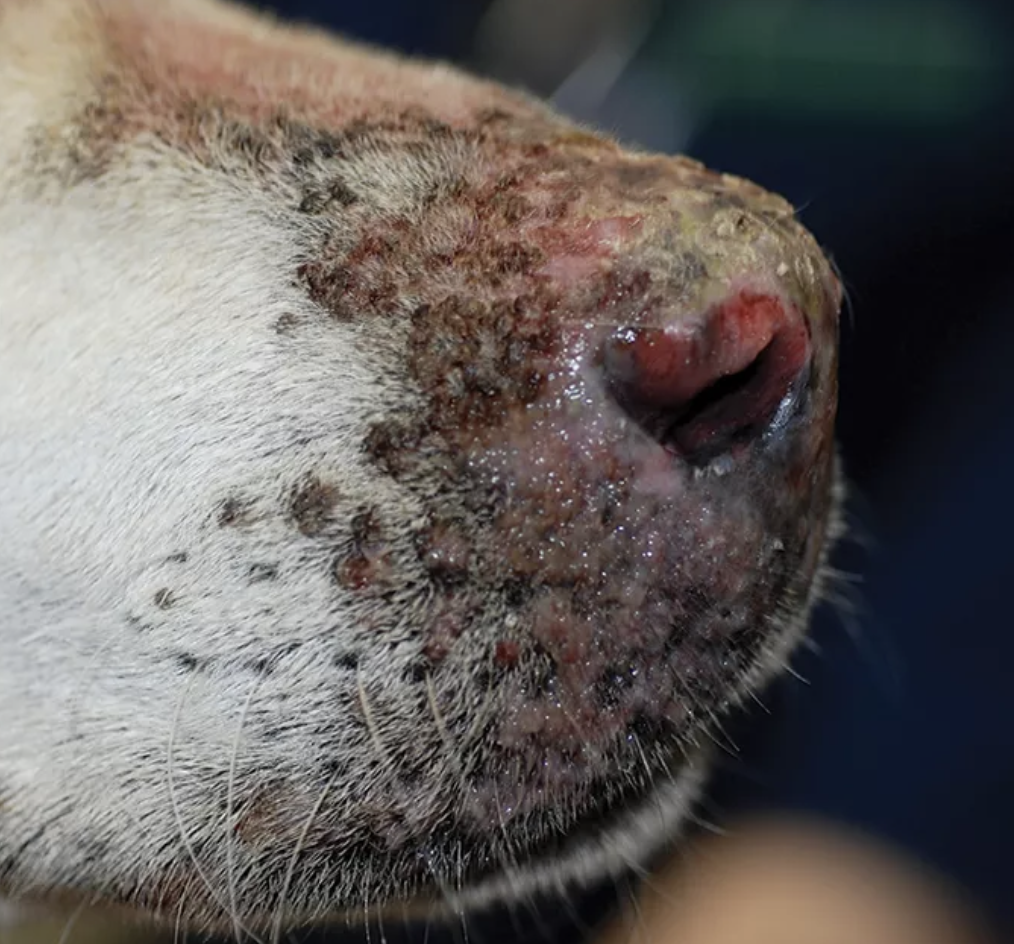 Enfermedad del plano nasal en perros, foto Despigmentación nasal en perro 