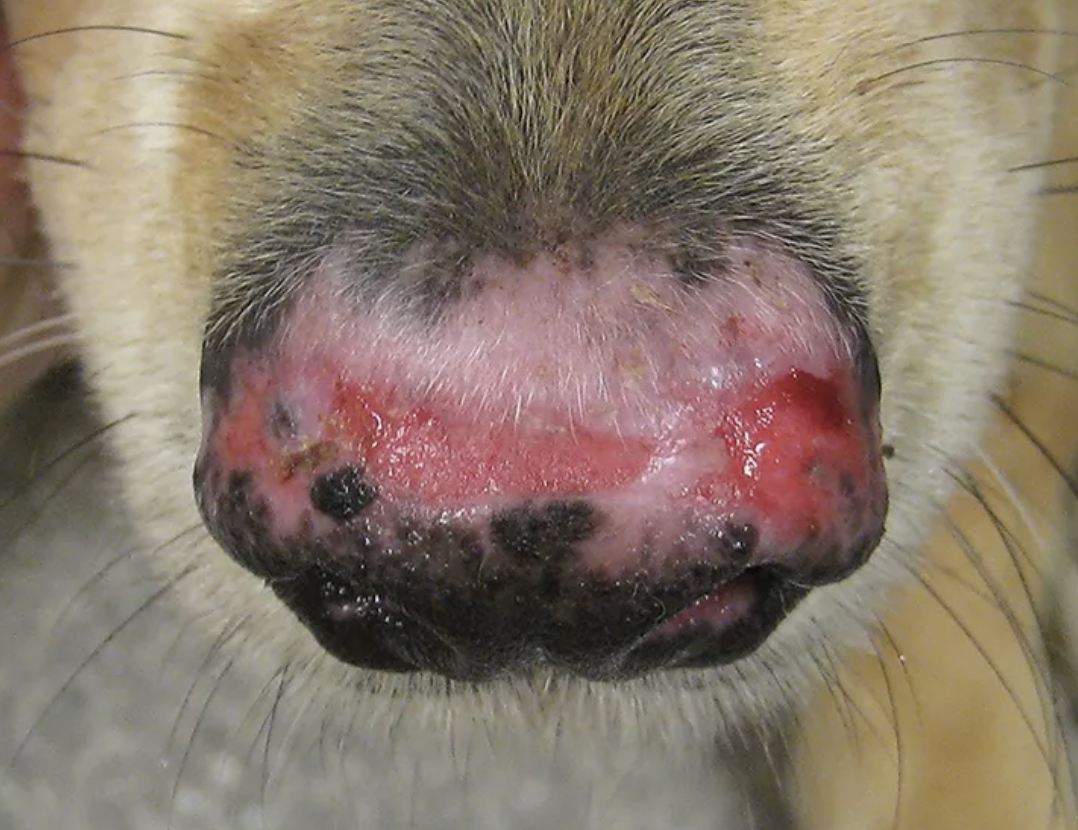 Enfermedad del plano nasal en perros, foto eritema en perro