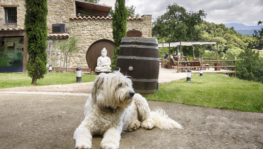 Purina pone en marcha un concurso para ganar una escapada dog friendly en España, foto perro en casa rural