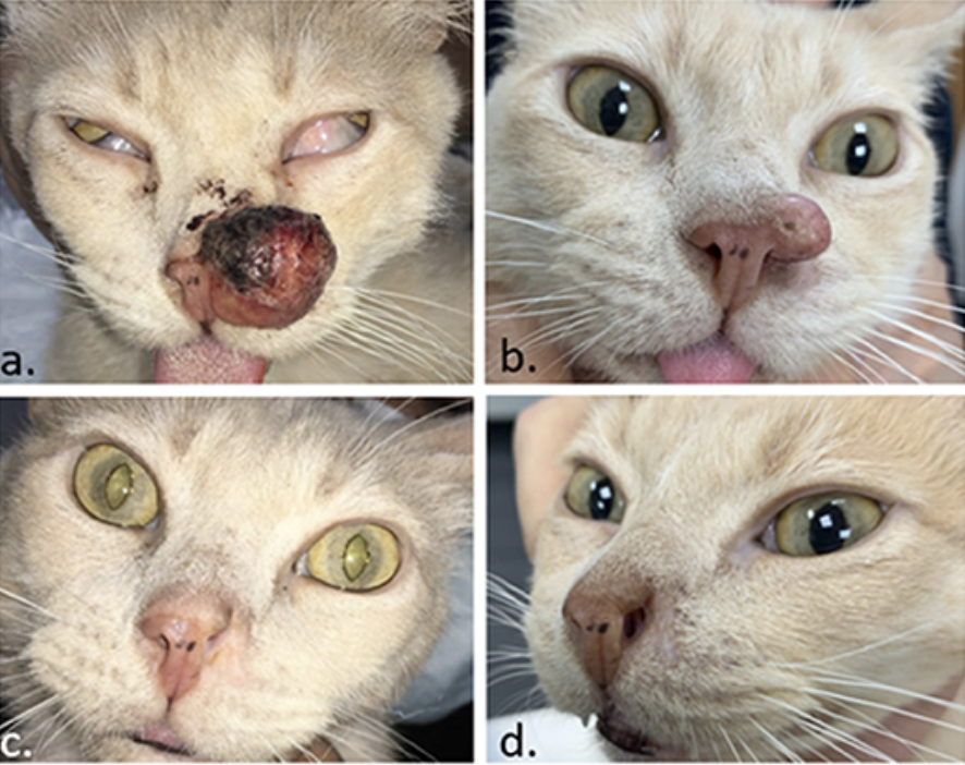 Directrices veterinarias para la electroquimioterapia de tumores superficiales, foto gato tumor