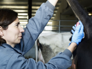 El IRTA Monells muestra su investigación en torno a la leche en una jornada de puertas abiertas, Foto veterinaria vacas