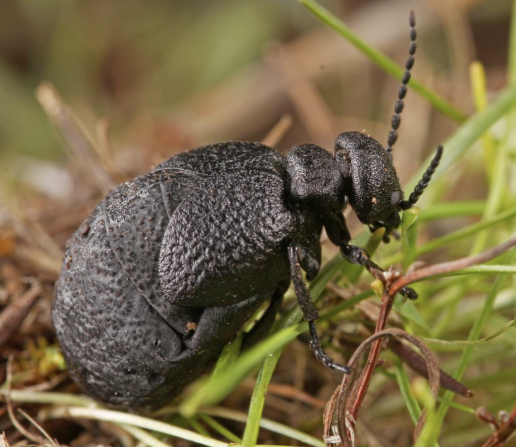 Descubren una especie nueva de escarabajo en el centro de España, foto Eurymeloe orobates