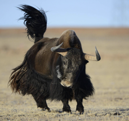 La clave detrás de la supervivencia en las alturas de los yaks, foto yak salvaje