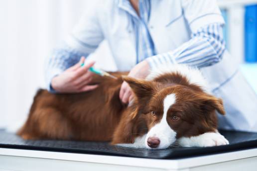 La Real Sociedad Canina insta a Galicia y País Vasco a que sigan a Cataluña en la obligatoriedad de vacunar contra la rabia, foto vacunando perro