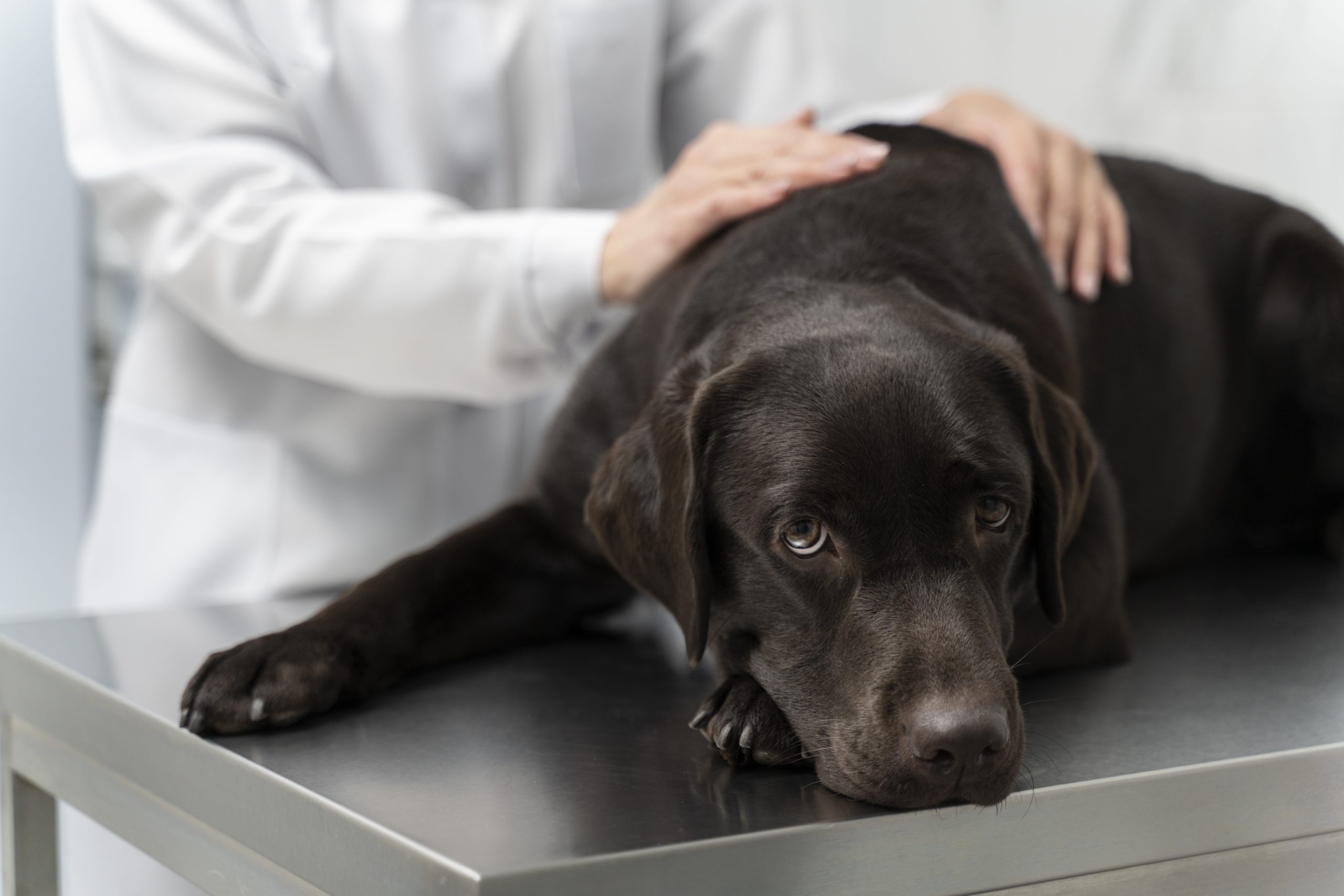 Sobredosis de AINE en perros, foto perro malo