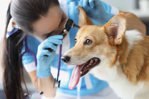 Resultado del tratamiento de Malassezia spp foto veterinario con perro