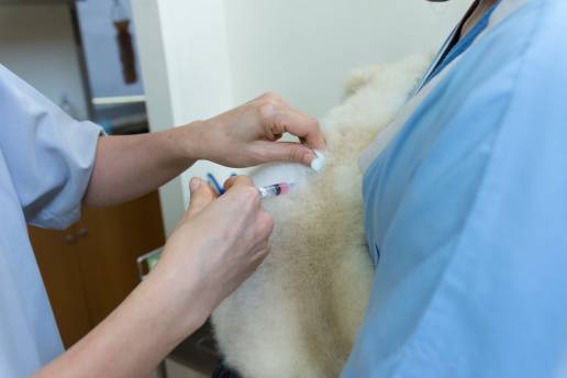 En España solamente se han detectado 5 casos de rabia en 2022, foto vacuna rabia perro