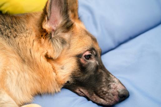 Enfermedad del plano nasal en perros