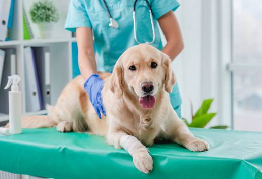 Cambios de comportamiento en perros con epilepsia idiopática en comparación con otras poblaciones médicas, foto perro veterinario