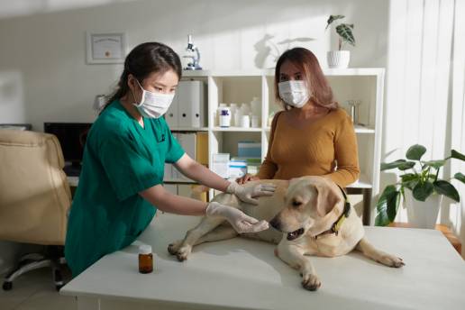 Las mascotas y el SARS-CoV-2: ¿cuál es su papel en la epidemiología de la enfermedad?, foto veterinaria consulta covid