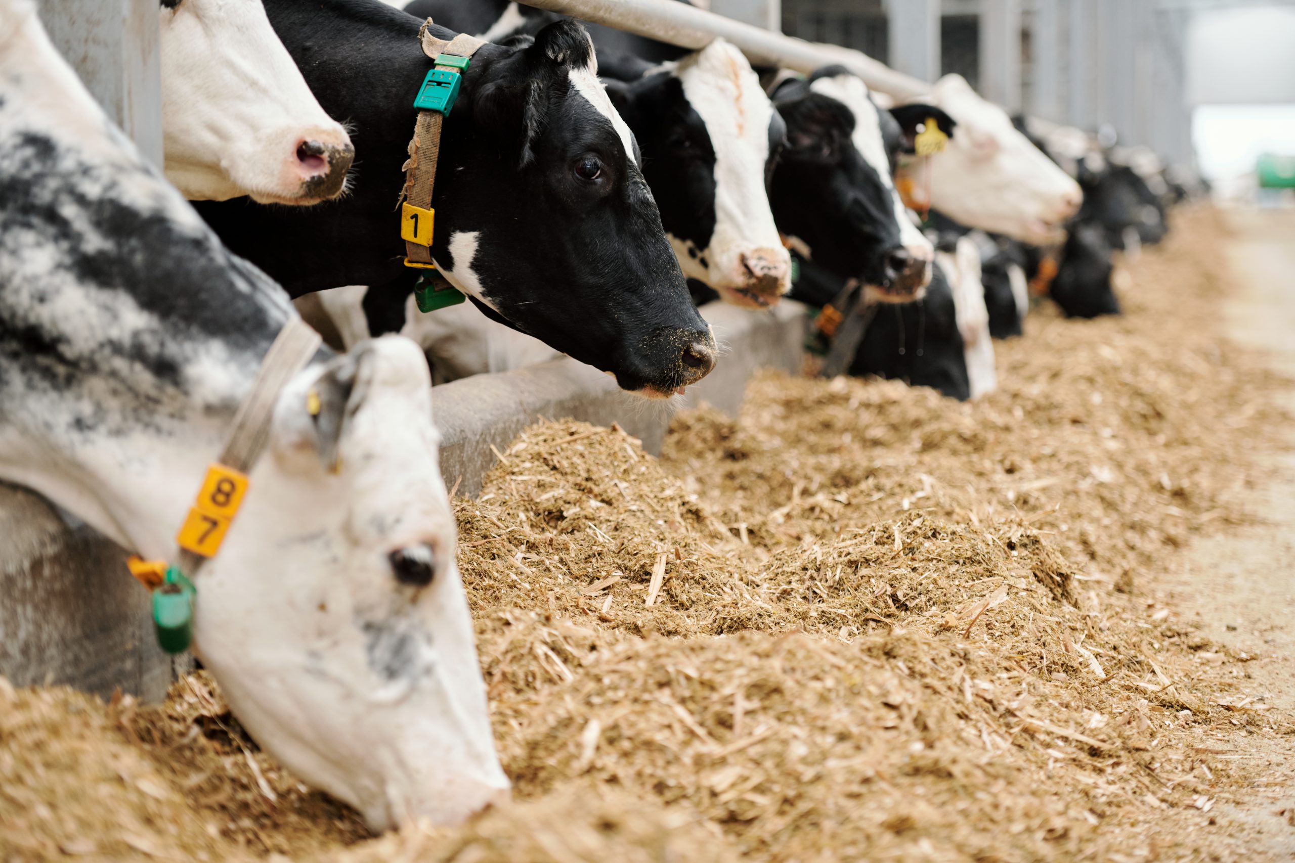 Nutrición en el ganado: oligoelementos esenciales, foto vacas comiendo