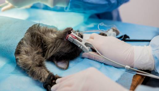 HEMIPELVECTOMÍA PARCIAL PARA EL TRATAMIENTO DEL ESTREÑIMIENTO EN UNA GATA CON FRACTURA ANTIGUA DE PELVIS, foto anestesia gato