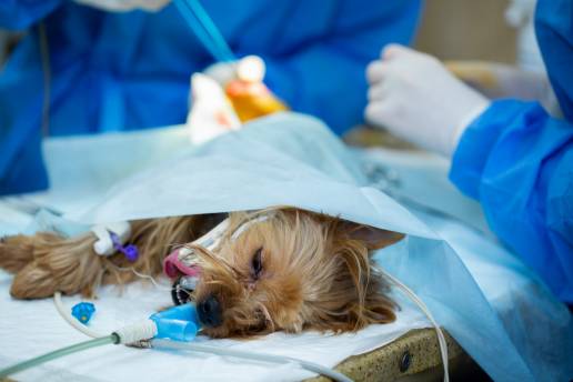 Las 5 principales diferencias en el manejo de anestésicos entre perros y gatos, foto perro quirófano