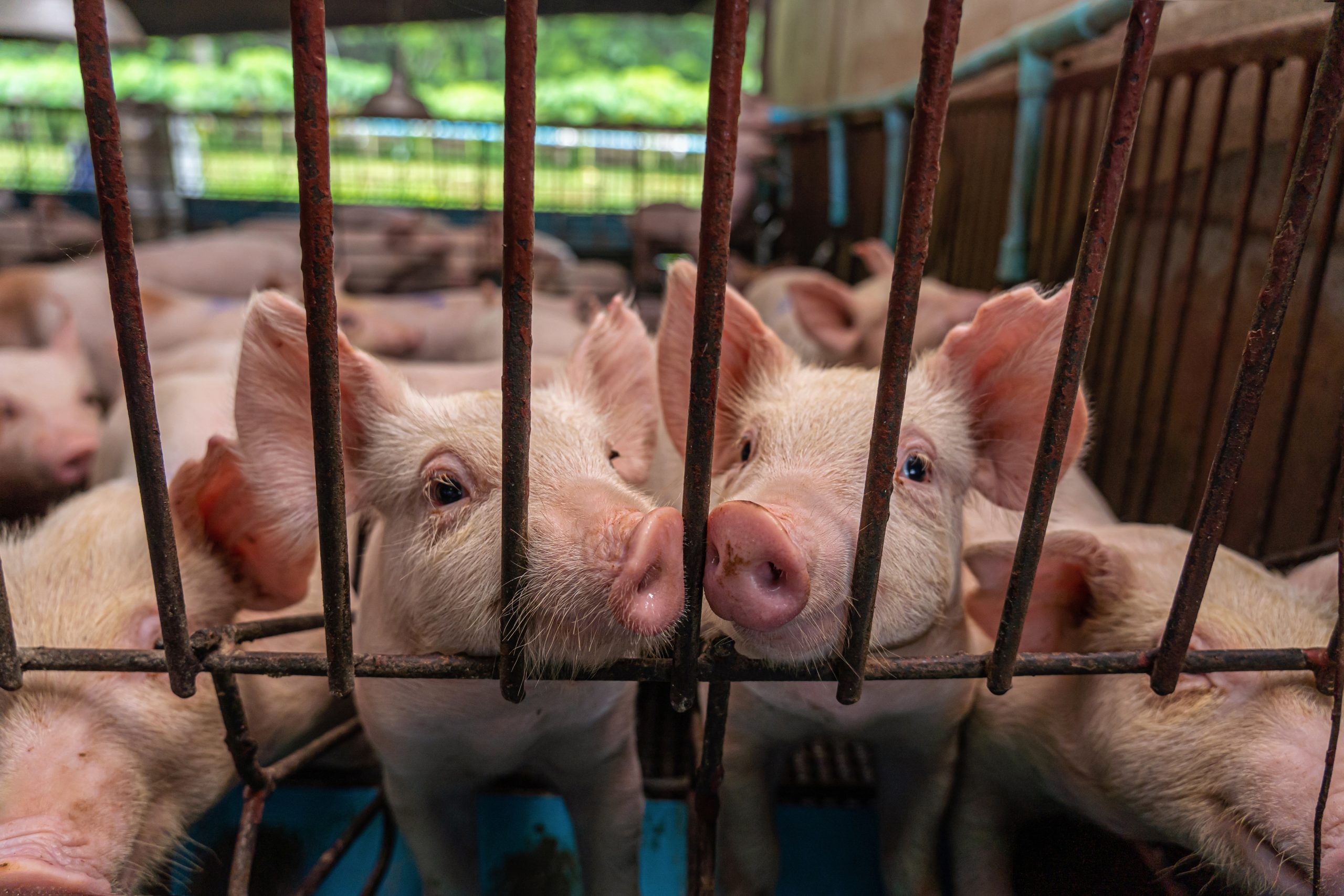 Patrones de resistencia a los antimicrobianos en aislados de Salmonella de cerdos de engorde en España, foto cerdos