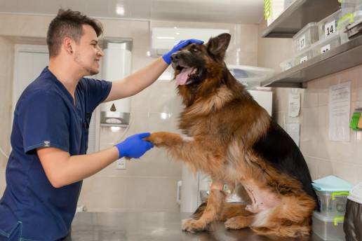 Un enfoque interdisciplinario para el comportamiento compulsivo en perros: un informe de caso, foto pastor alemán veterinario