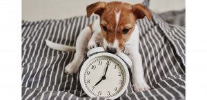 El cambio de hora en los perros, FOTO PERRO CON RELOJ