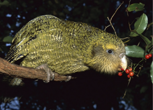 Influencia de la práctica de manejo en la microbiota de una especie críticamente amenazada: un estudio longitudinal de las heces de los pollitos de Kakapo y la basura de nido asociada, FOTO LORO KAKAPO
