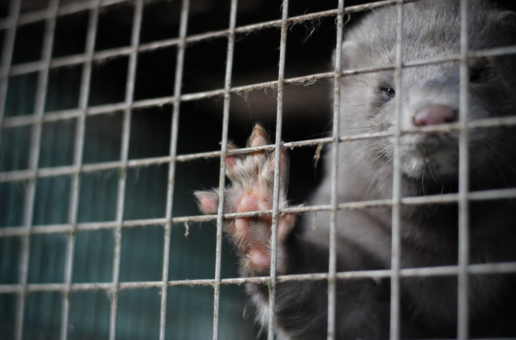 WWF reclama una Ley de Bienestar Animal ambiciosa que garantice la conservación de la biodiversidad, foto animal en jaula