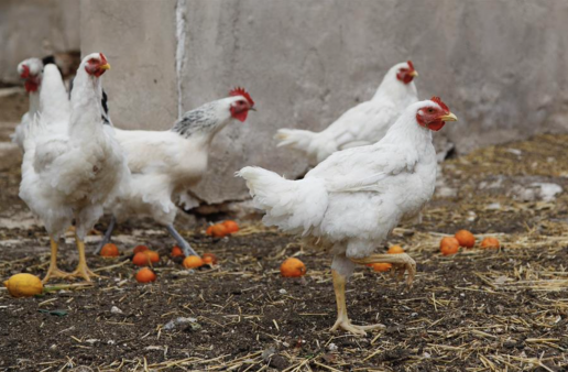Europa registra 788 brotes de gripe aviar en un verano 