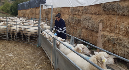 Más de 300.000 cabezas de ganado fueron vacunadas contra la lengua azul en Navarra, foto vacunación ovejas