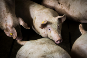 La Asociación Catalana de Criadores de Ganado Porcino Selecto y el IRTA inician un proyecto para mejorar la sostenibilidad medioambiental y económica de la producción porcina, foto cerdos