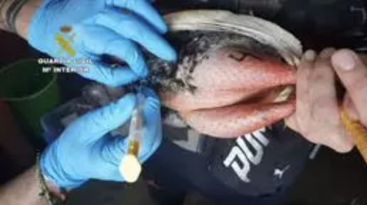 El veterinario detenido por cortar crestas a 4.000 gallos actuaba 
