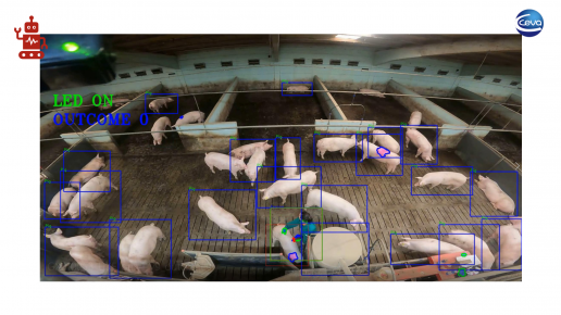 La Inteligencia Artificial como herramienta para aumentar la producción ganadera, foto grupo de cerdos