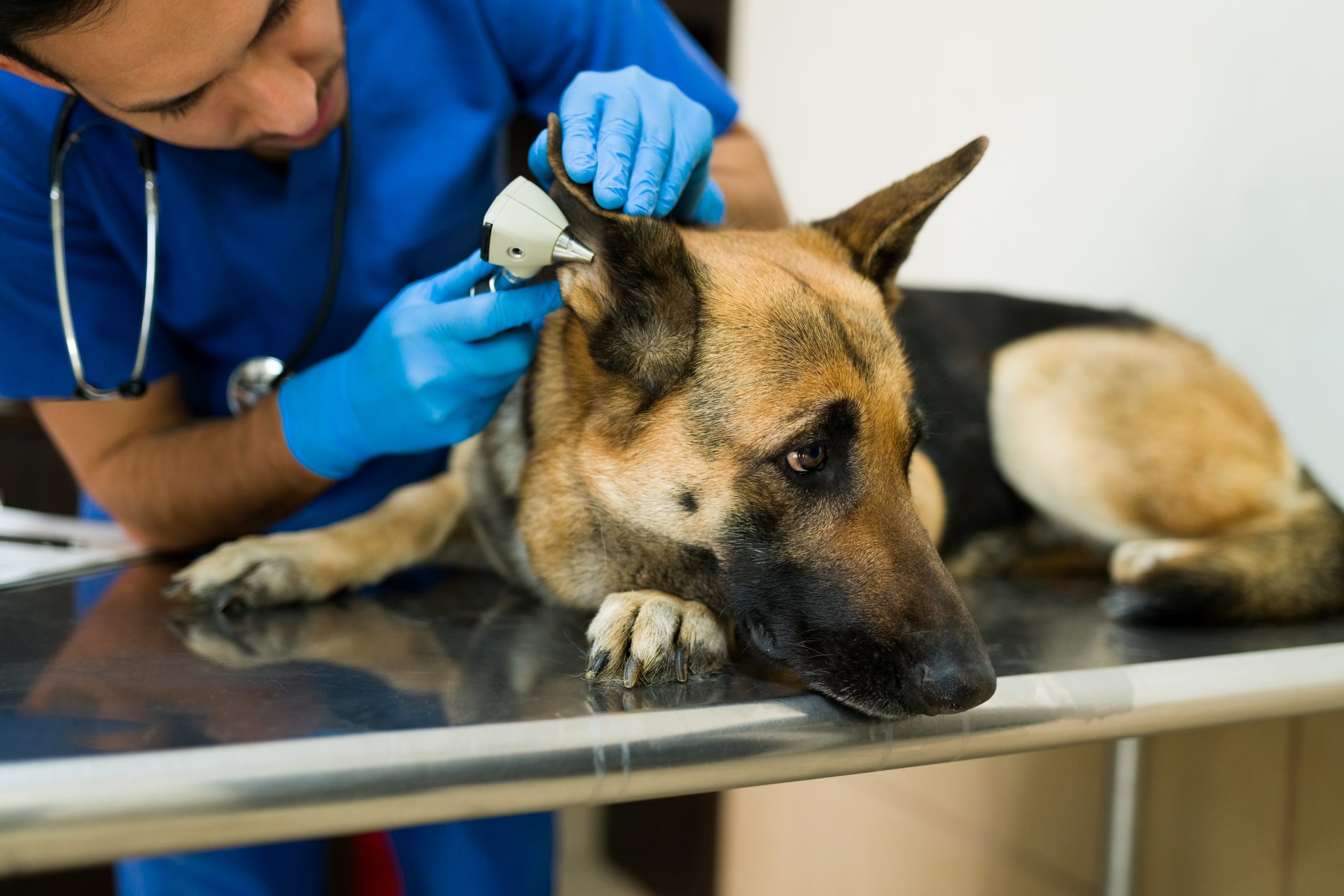 Protocolo de enfriamiento para manejar perros agresivos y temerosos, foto pastor alemán en veterinario