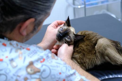 Efecto de la Prazosina en la obstrucción uretral recurrente en gatos, foto veterinario gato