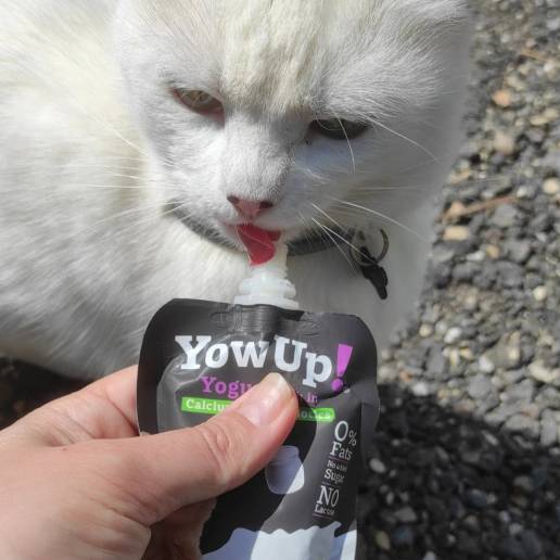 Centauro se convierte en distribución oficial de YowUp! , foto gato ctomando medicina