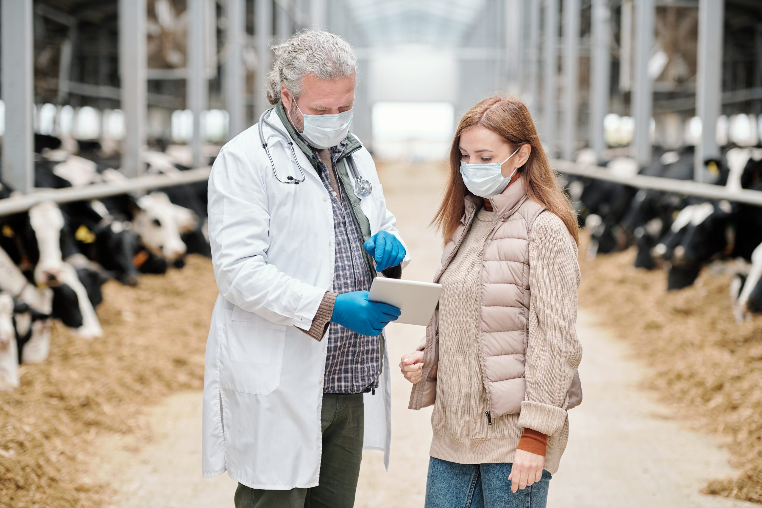 Toma de decisiones de los ganaderos suizos y el papel del veterinario en la reducción del uso de antimicrobianos en las granjas lecheras, foto veterinario y ganadera