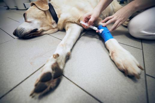 Tasa óptima de infusión de Propofol en perros, foto sedación perro