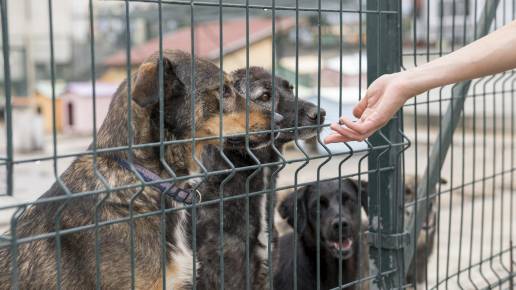 Convocatoria de subvenciones para proyectos de protección y bienestar de los animales en Torrelavega, fotos perros abandonados