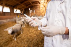 Brote de viruela ovina en la provincia de Granada, veterinario ovejas