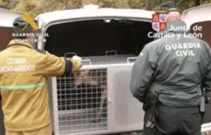 La Guardia Civil libera en Burgos a una hembra de ciervo que estaba en cautividad en una explotación ganadera