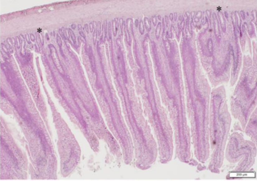 Identificación de biomarcadores potenciales para el fallo de la barrera intestinal en pollos de engorde, foto IMÁGENES REPRESENTATIVAS DE DUODENUM