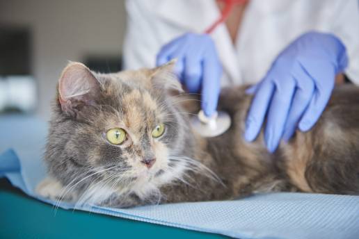 Shunt Extrahepático en paciente felino embolizado con Coils