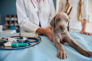 El ICOVV cuestiona los test del ADN canino contra las heces en las calles: son caros, poco fiables y plantean dudas jurídicas