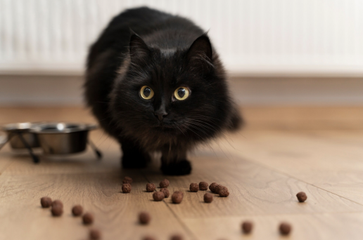 La conducta de la alimentación en el gato doméstico, foto gato comiendo