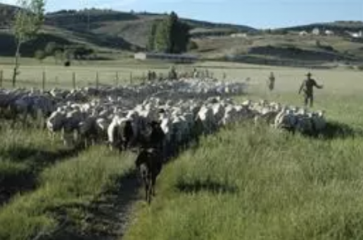 Se eliminan las restricciones de movimiento de animales tras los focos de viruela ovina y caprina en Almería y Granada, foto rebaño de ovejas